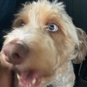 Meet your Posher, Eva